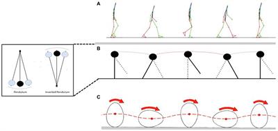 Muscle endurance: Is bipedalism the cause?